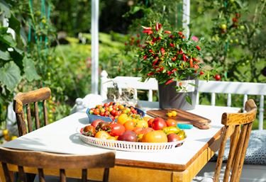 Tomaten ernten aus Fässern in einem möblierten Gewächshaus.